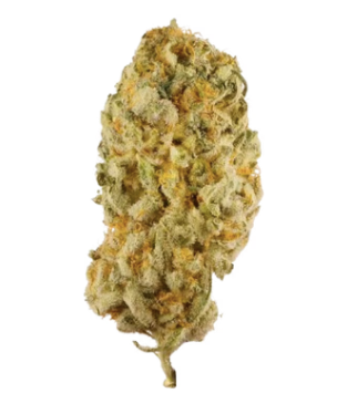 Exotic Flower - Jack Herer - Sativa