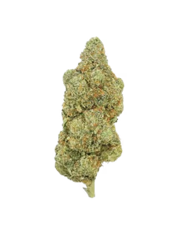 Exotic Flower - Lemon Pound Cake - Hybrid